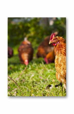 flock of chickens grazing on the grass