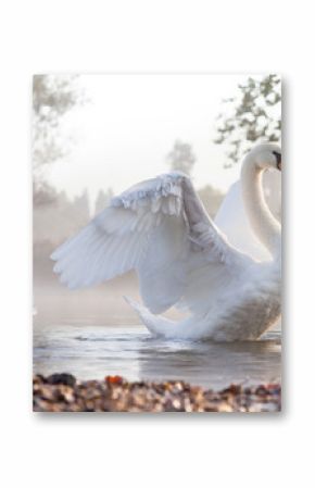 Mute swan stretching on a mist covered lake at dawn