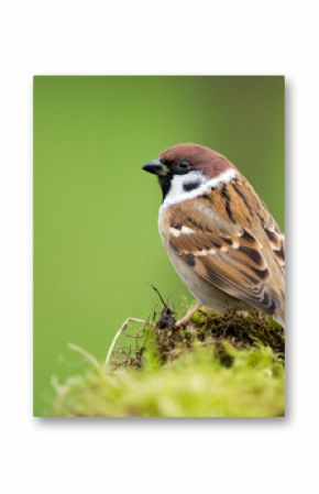 Tree sparrow