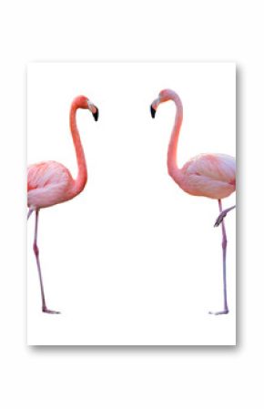 Couple de flamant rose