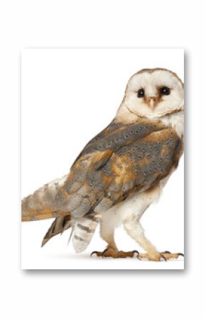 Barn Owl, Tyto alba, standing in front of white background