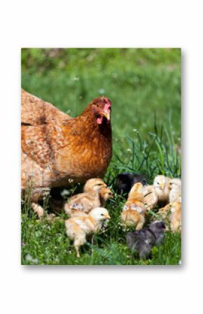 Chicken with babies