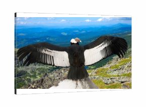 Andean condor in wildness area