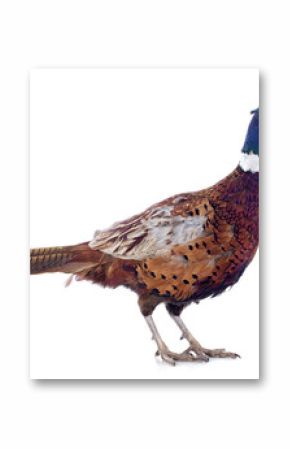 male pheasant