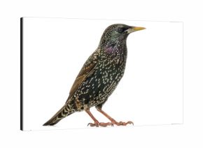 Side view of a Common Starling, Sturnus vulgaris, isolated on wh