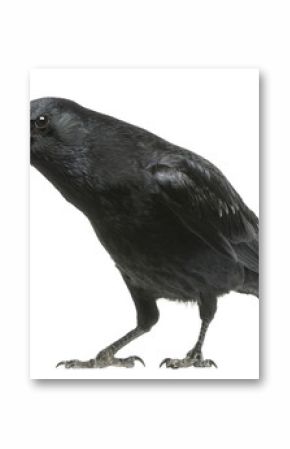 Carrion Crow with inquisitive look, Corvus corone, isolated