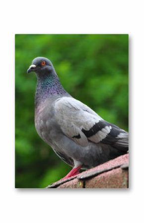 A pigeon is in a municipal park