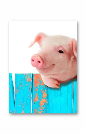 Funny pig hanging on a fence. Isolated on white background.