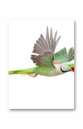 Flying big green ringed or Alexandrine parakeet