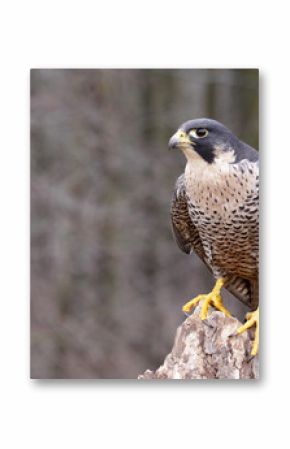 Perched Peregrine Falcon (Falco peregrinus)