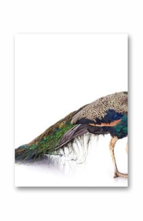 peacock