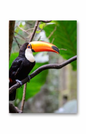 Toucan, National park Iguazu, Brazil