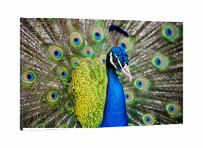 Portrait of beautiful peacock with feathers out..