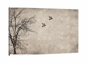 Pigeons