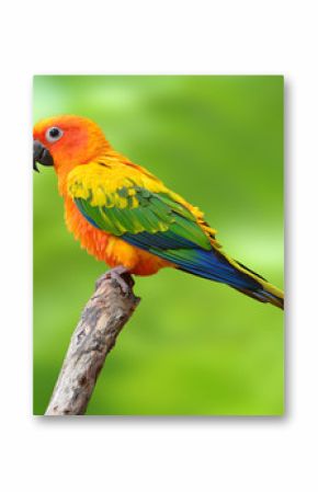 Sun Conure parrot bird