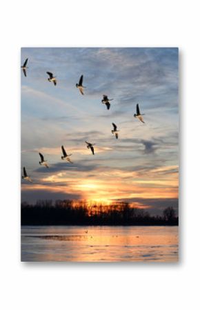 Canadian Geese Flying in V Formation