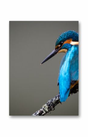 UK Wild Kingfisher