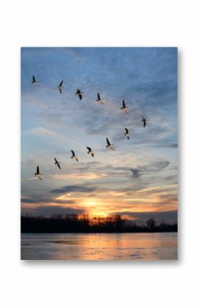 Geese Flying in V Formation