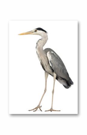 Grey Heron standing, Ardea Cinerea, 5 years old