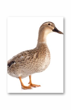 female duck