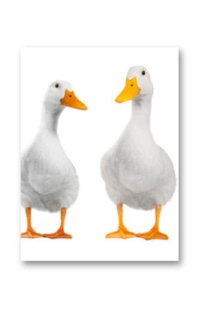 two duck