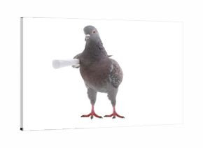 grey dove