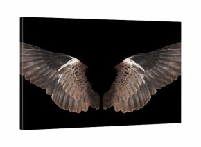bird wing isolated on black background