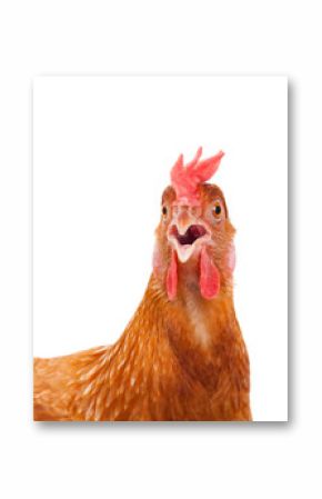 head of chicken hen shock and funny surprising isolated white ba