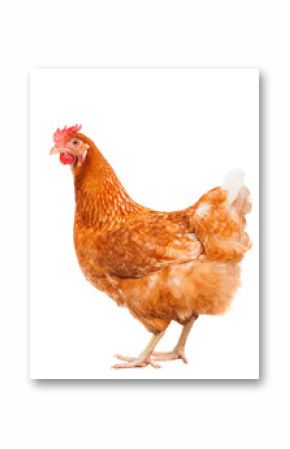 full body of brown chicken hen standing isolated white backgroun