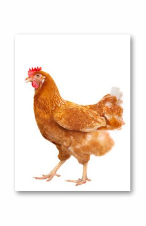 full body of brown chicken hen standing isolated white backgroun