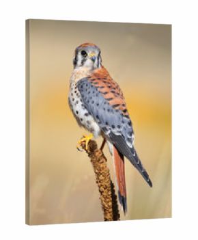 American kestrel sitting on a mullein