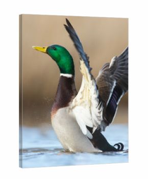 a wild duck
