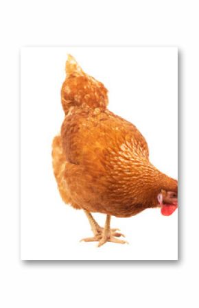 close up chicken hen eating something isolated white background