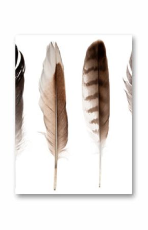 set of four straight feathers isolated on white