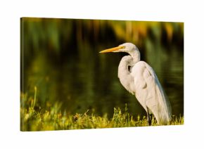A Big Egret land and stares right at me!