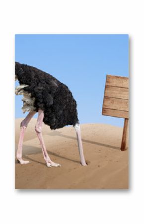 scared ostrich burying head in sand near blank wooden signboard