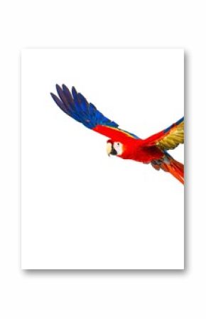 Colourful flying parrot isolated on white