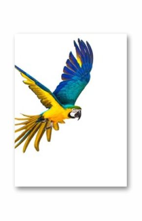 Colourful flying parrot isolated on white