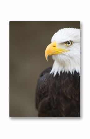 Bald headed eagle, side profile.