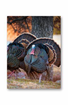 Two male tom turkeys in full colorful feather display