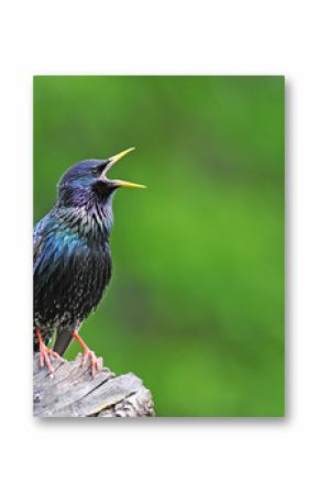 Common starling