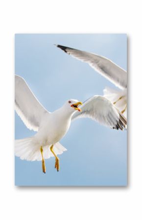 Seagulls in flight