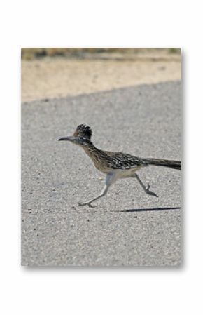 A Greater Roadrunner (Geococcyx californianus) running across a road.  Shot in Tuscon, Arizona, United States of America.