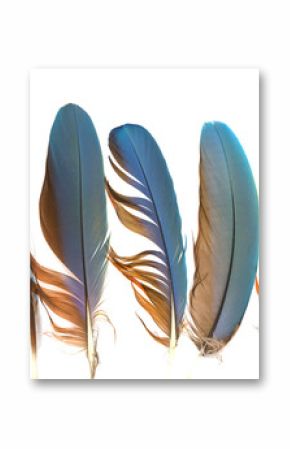 feathers