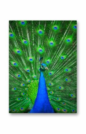 Portrait of beautiful peacock 