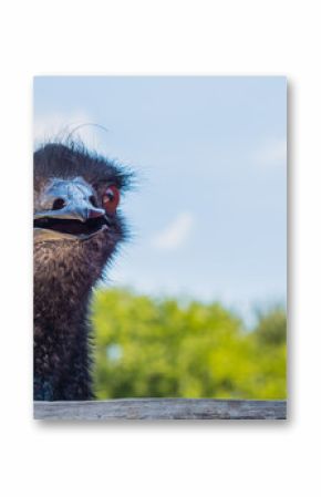 Frontal view of head of emu