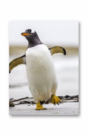 Gentoo Penguin (Pygoscelis papua) walking with wings spread. Fal