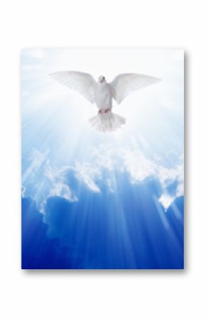 Holy spirit dove