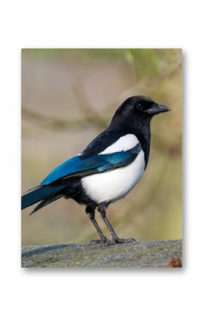 Eurasian magpie - Pica pica