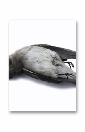 dead bird background in nature, isolated dead bird on white.